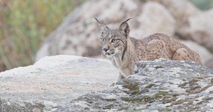 Iberian lynx (Lynx pardinus) in a Mediterranean landscape in the Sierra de And&uacute;jar, Andaluc&iacute;a, Spanish.