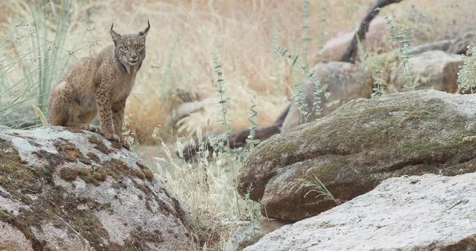Iberian lynx (Lynx pardinus) in a Mediterranean landscape in the Sierra de And&uacute;jar, Andaluc&iacute;a, Spanish on a rainy day