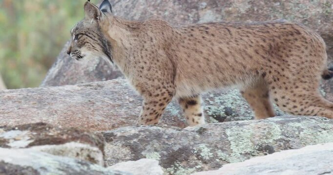 Iberian lynx (Lynx pardinus) in a Mediterranean landscape in the Sierra de And&uacute;jar, Andaluc&iacute;a, Spanish.