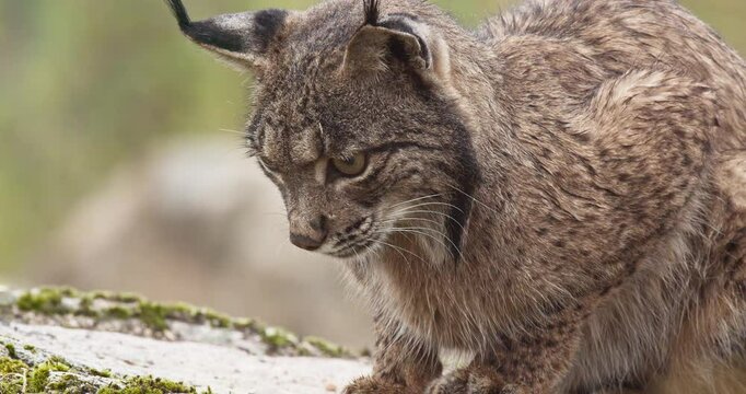 Iberian lynx (Lynx pardinus) in a Mediterranean landscape in the Sierra de And&uacute;jar, Andaluc&iacute;a, Spanish.