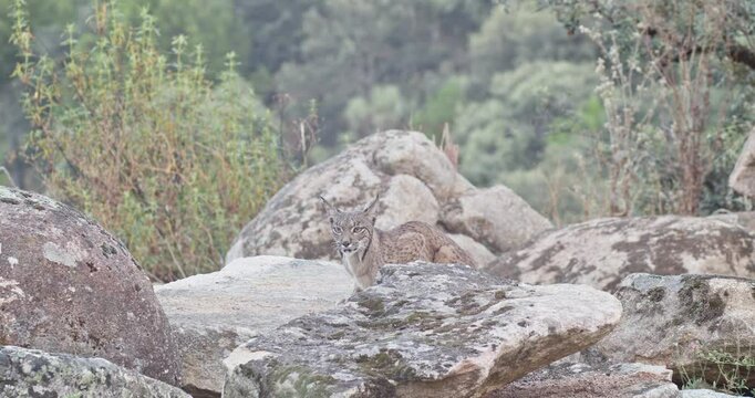 Iberian lynx (Lynx pardinus) in a Mediterranean landscape in the Sierra de And&uacute;jar, Andaluc&iacute;a, Spanish.