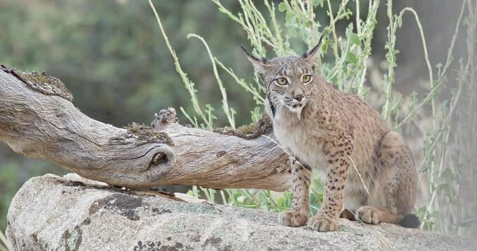 Iberian lynx (Lynx pardinus) in a Mediterranean landscape in the Sierra de And&uacute;jar, Andaluc&iacute;a, Spanish.