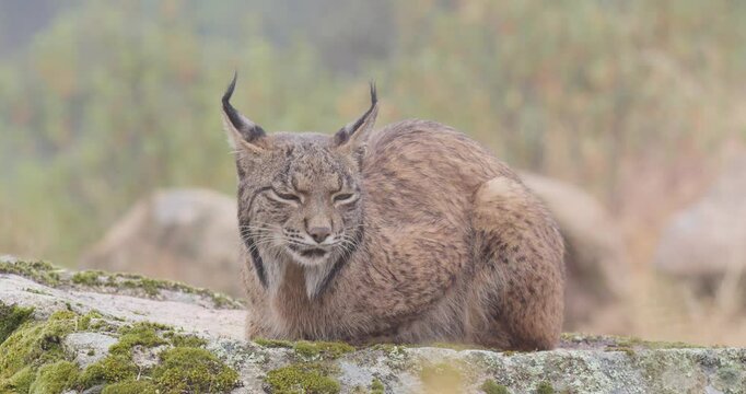 Iberian lynx (Lynx pardinus) in a Mediterranean landscape in the Sierra de And&uacute;jar, Andaluc&iacute;a, Spanish.