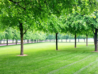 trees in the park