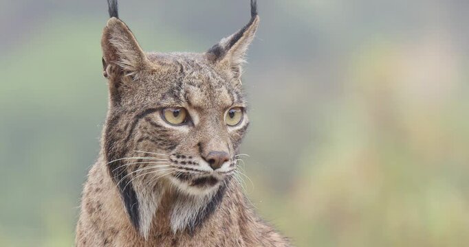 Iberian lynx (Lynx pardinus) in a Mediterranean landscape in the Sierra de And&uacute;jar, Andaluc&iacute;a, Spanish.