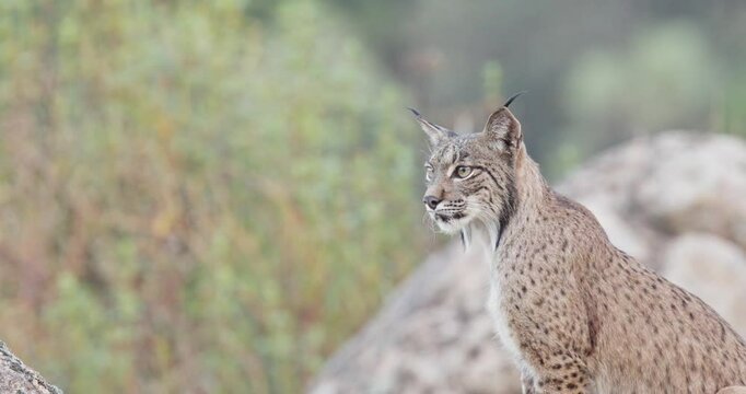 Iberian lynx (Lynx pardinus) in a Mediterranean landscape in the Sierra de And&uacute;jar, Andaluc&iacute;a, Spanish with focus transition.