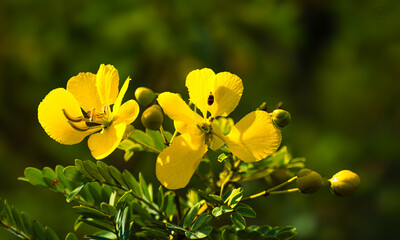 Obraz premium yellow flowers in spring