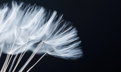 Capturing the Ethereal Beauty of Delicate Seeds in a Minimalist Photograph on a Dark Background