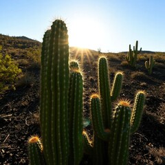 Cacti stretch towards sunlight in charred landscape, forestry, drought tolerance