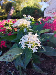 flowers in the garden