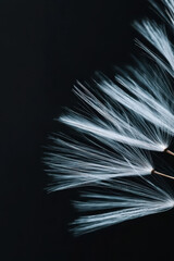 Elegant Botanical Photography of Delicate Plant Structures in Stunning Contrast Against a Deep Black Background