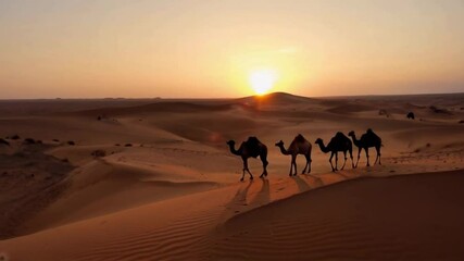 A group of camels walking across a desert at sunset. The sun is setting in the background, casting a warm glow over the sand. The camels are the main focus of the image