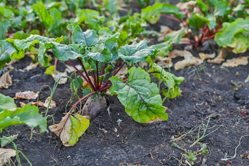 beetroot grows in a field in the garden close-up.