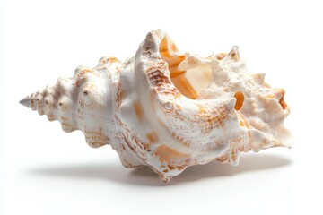 Intricate Detail of a Spiral Sea Shell on White Background