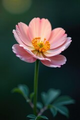 Obraz premium Single flower with intricate details and soft light, glow, petal, single flower