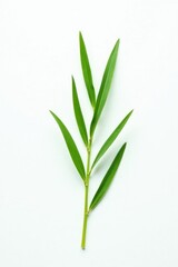 Fototapeta premium Single isolated blade of grass on a white surface, foliage, plain background, botanical