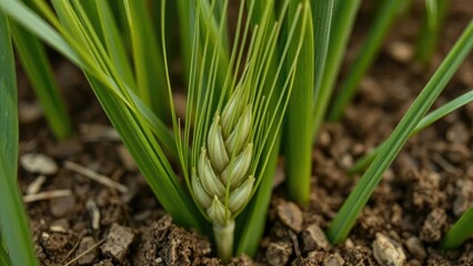 Obraz premium Closeup of green unripe wheat grass seed with husk in soil texture, plant, closeup