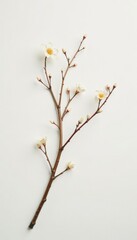 Delicate branches on white, isolated, minimalist, organic, minimalism