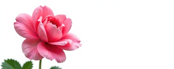 Obraz premium Freshly bloomed flower isolated on white background, flowers, foliage, petals