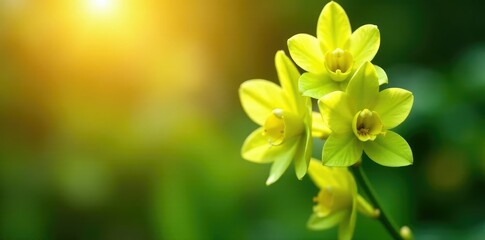 Green dendrobium orchid blossoms against a warm sunlit background, garden, flora