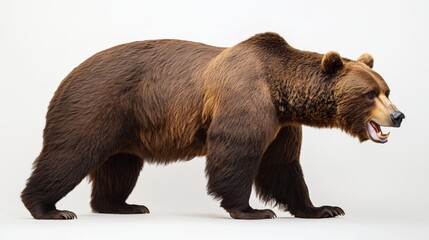 Grizzly bear profile view powerful brown fur AI generated AI generated