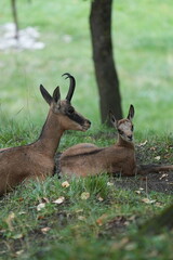 Deer in the wild with a reindeer, resting on green grass in the Alps
