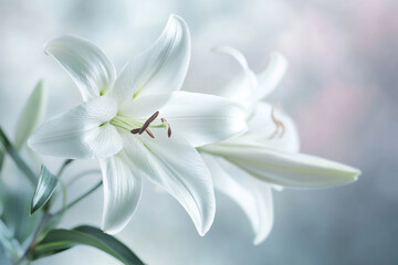 Obraz premium lily flowers on nature background.