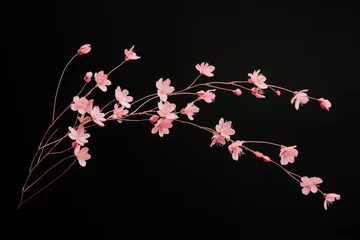 Draagtas sakura flowers on black background. © Tidarat