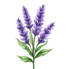 Watercolor floral arrangement botanical art indoor space nature close-up view beauty in simplicity