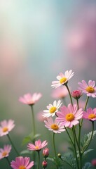 Obraz premium Blurred pastel backdrop, tiny daisies in lively clusters , ethereal, bokeh