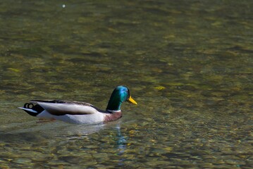 Fototapeta premium Mallard duck swimming in a clear, shallow river with sunlight reflecting off the water surface