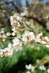 White plum blossoms full of white blue sky background, spring landscape. warm season