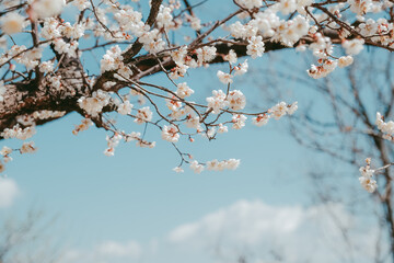 White plum blossoms full of white blue sky background, spring landscape. warm season