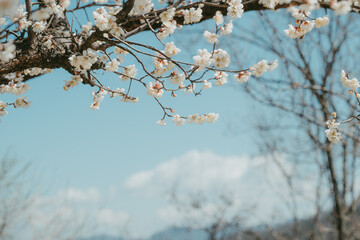 White plum blossoms full of white blue sky background, spring landscape. warm season