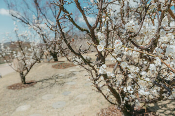 cherry tree in bloom,
White plum blossoms full of white blue sky background, spring landscape. warm season