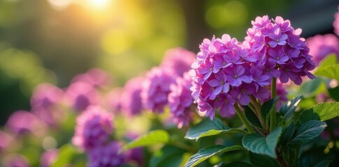 Obraz premium Dense cluster of rich purple flowers, sunny day, petals, summer