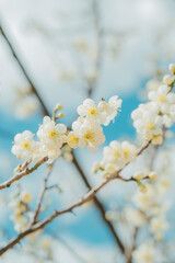 White plum blossoms full of white blue sky background, spring landscape. 