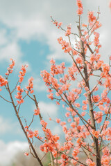 cherry blossom in spring