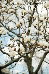 White Magnolia Flowers in Full Bloom Against Blue Sky