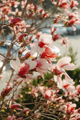 pink Magnolia Flowers in Full Bloom Against Blue Sky
