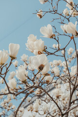 White Magnolia Flowers in Full Bloom Against Blue Sky
