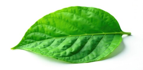Fototapeta premium Green plant leaf isolated on white background with texture, foliage, green leaf, botanical