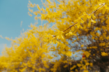 Yellow forsythia blooming along the roadside