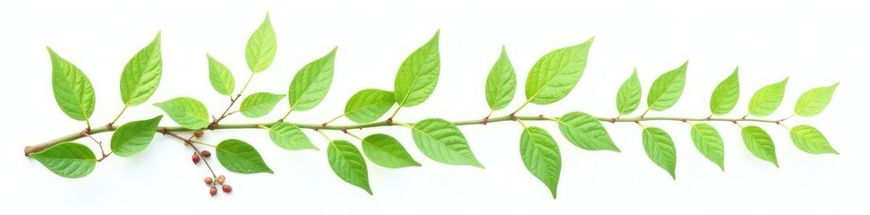 Obraz premium Leafy branches with delicate green stems and leaves isolated on white background, plant, botanical