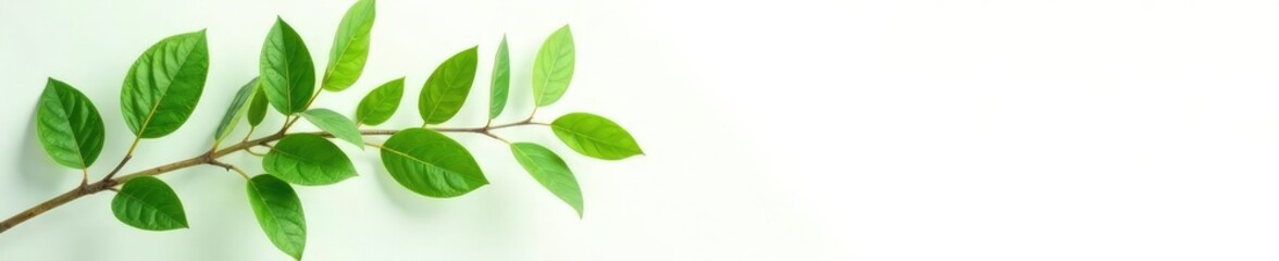 Leafy branches with green leaves on a crisp white background, botanical, branch, flowers