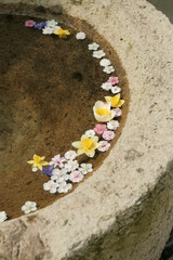 
Flower leaves floating in small pond water, sparkling sunlight. A variety of colorful and pretty flowers.