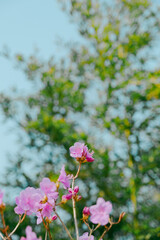Pink azalea blooms before the green leaves. Thin pink leaves. Flower leaves fluttering under the blue sky