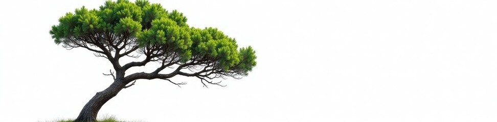 Fototapeta premium Majestic pine, thin trunk, lush green canopy, white backdrop , Christmas tree, dense
