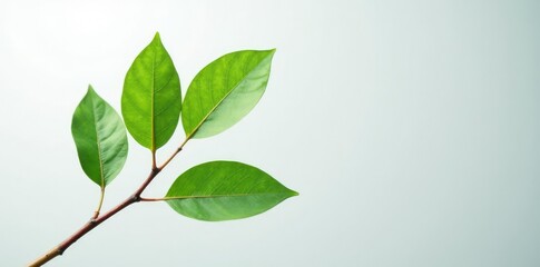 Naklejka premium Single branch with leaves on a white and gray background, natural, background, solitary