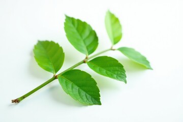 Obraz premium Single branch with leaves isolated on a white surface, leaf branch, greenery